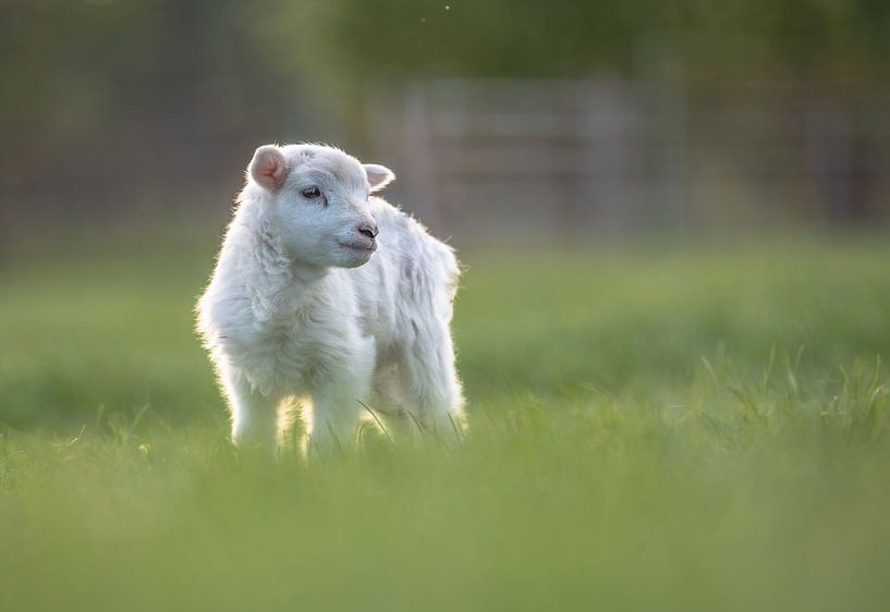 Rural part 23 by Tania Perneel