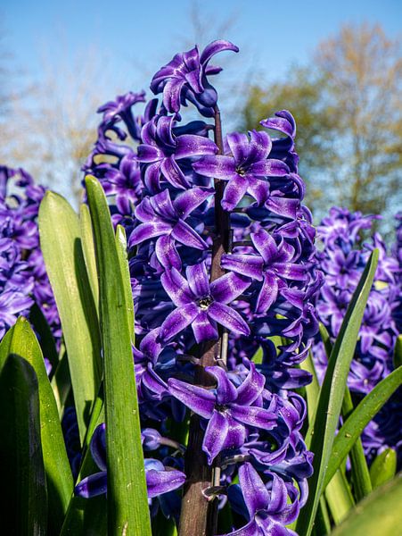 Flower in the Keukenhof by Matthijs Noordeloos