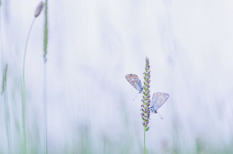 Icarus butterfly by Aimé de Clercq