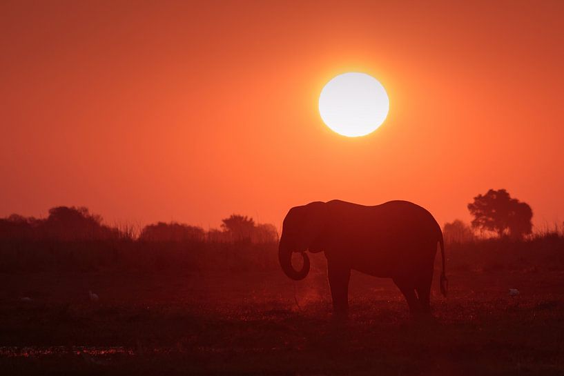 Éléphant au coucher du soleil par Annemiek van Eeden
