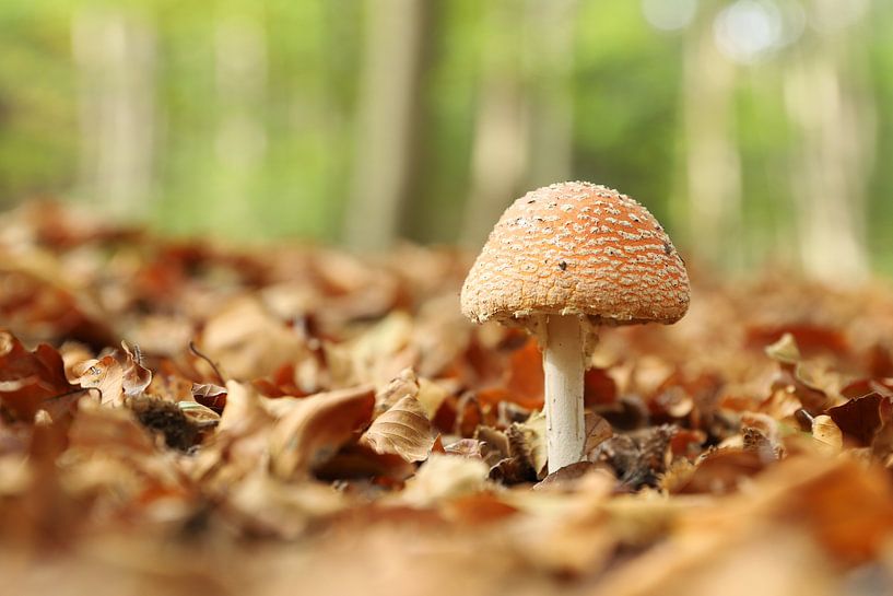 Vliegenzwam in het bos von Erik Veltink fotografie