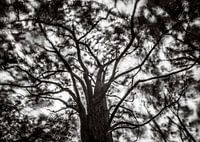 Hohe Bäume fangen viel Wind ein (schwarz und weiß)