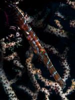 Trompetenfische (Aulostomidae)