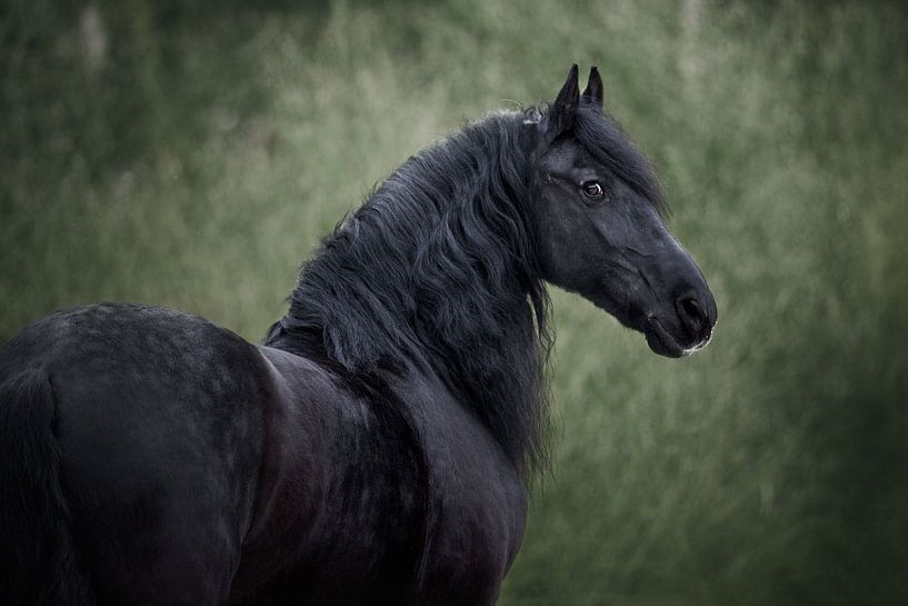 Friesian horse in winter by Lotte van Alderen