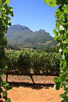 Wijnfarm Stellenbosch Zuid Afrika