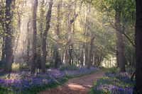 Ochtendzonlicht in een Bluebell-bospad, Noord-Holland, Nederland