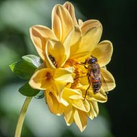 Dahlie mit einer Biene auf der Blüte