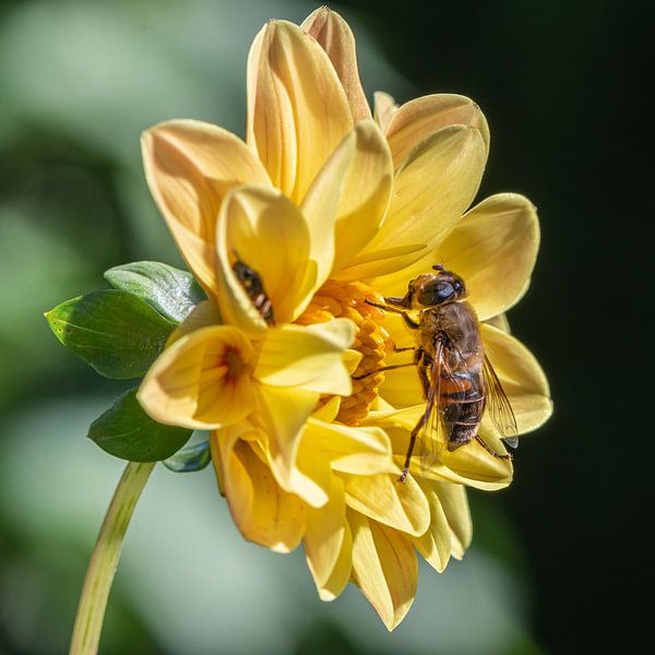 Dahlia with a bee on the flower by Aandenken in Beeld