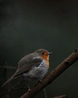 Robin