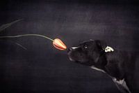 Erste Annäherung - Hildegard und die Tulpe