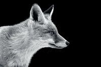 Black white Fox