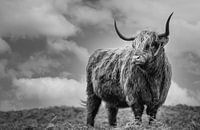 Schottischer Highlander