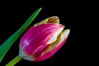 Small drop on Pink Tulip in black