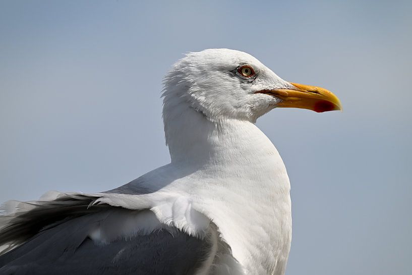 Portrait de mouette par Petra De Jonge