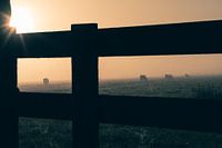 Fence and cows on a foggy morning