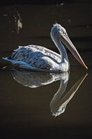 Zwillinge sind Gewinner!