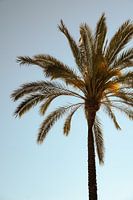 Palm tree during Golden Hour