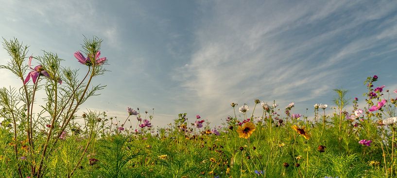 Wildflower splendour! by Robert Kok