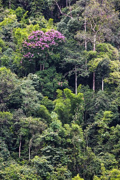Blühender Baum von Johan Zwarthoed