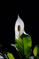 Lepelplant in het licht