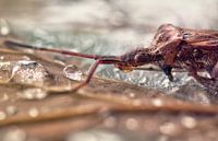 macro: sipping bug