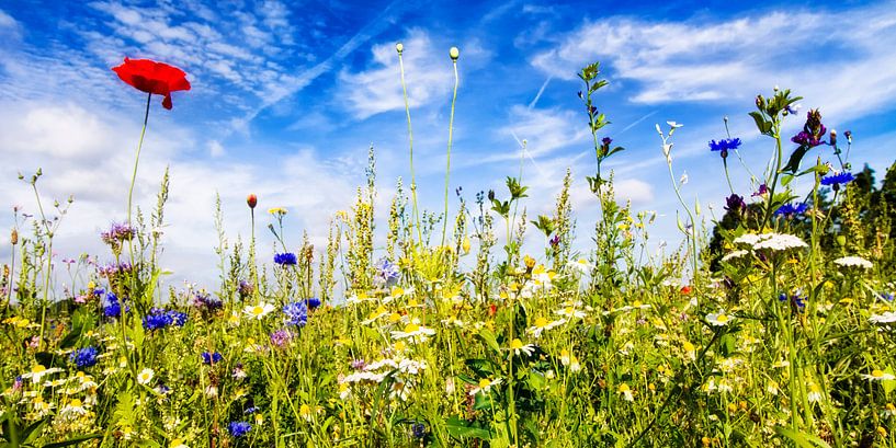 Zomers gevoel ! par Rigo Meens