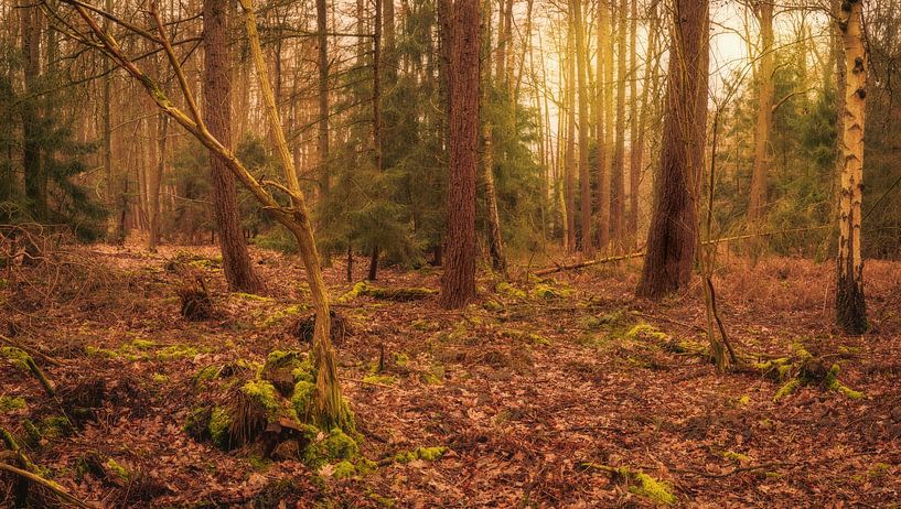 Natur pur von Wim van D