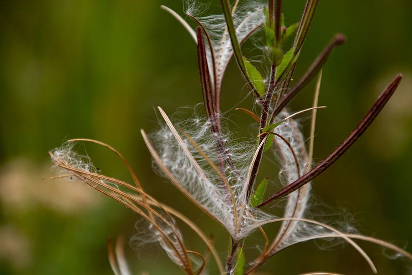 Hair crest of the felty bastard hawk by Ingrid Aanen