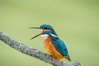 schreeuwende ijsvogel 