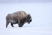 Bisons im Schnee