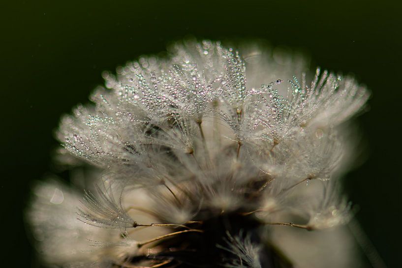 nombre infini de gouttes par Tania Perneel