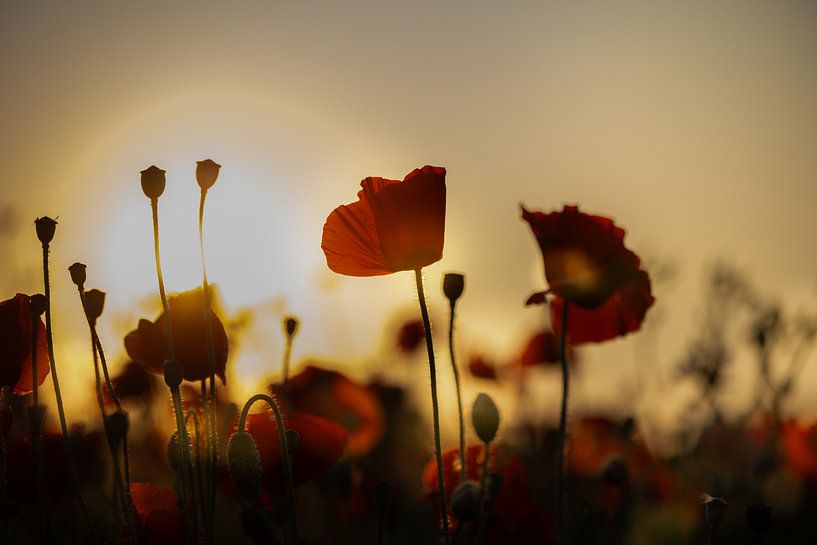 Mohnblumen bei Sonnenuntergang 1 von Patricia van Kuik