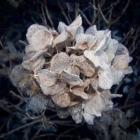 Décomposition congelée