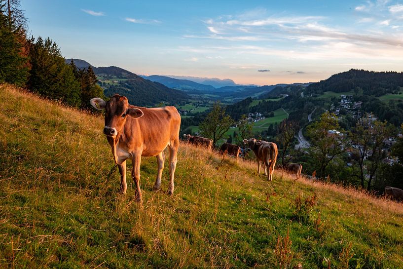 Cows at the Staufen with a view of Oberstaufen at sunset by Leo Schindzielorz