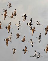 Un tableau vivant d'échassiers