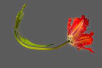 Die minimalistische Schönheit einer einzelnen roten Tulpe A auf grau