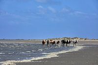 Cows on the beach at Kade Hoek near Goedereede