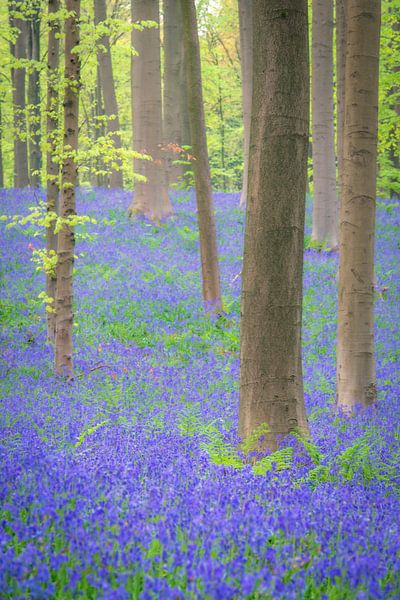 Fleurs de campanule poussant sur le sol de la forêt au printemps par Sjoerd van der Wal Photographie