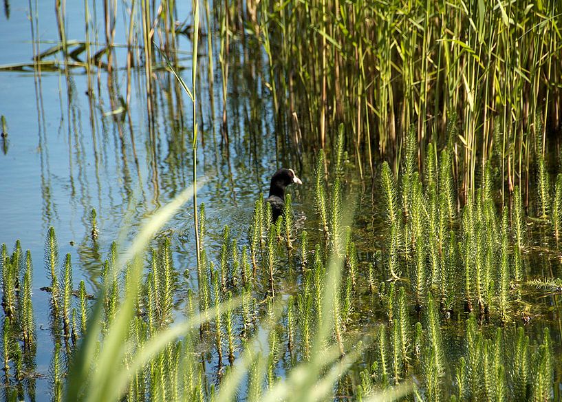 Meerkoet tussen waterplanten by Ina Hölzel