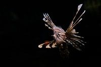 Fische in der Dunkelheit