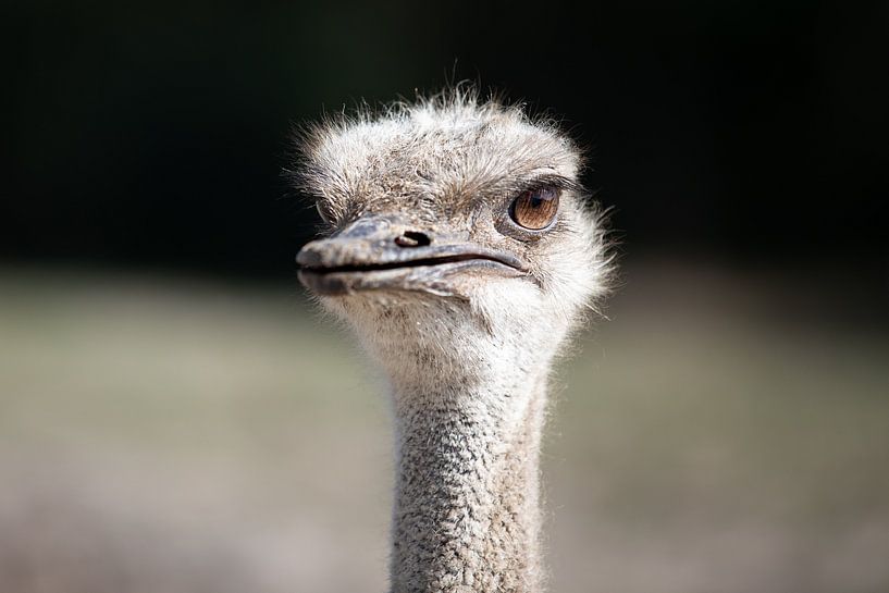 Ostrich close-up brown eyes by T de Smit