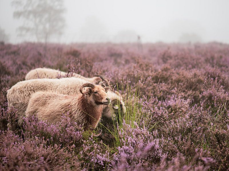 auf der Heide grasen von Tania Perneel