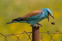 Roller throws a vomit ball