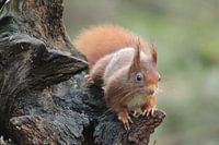 Eekhoorn op de uitkijk