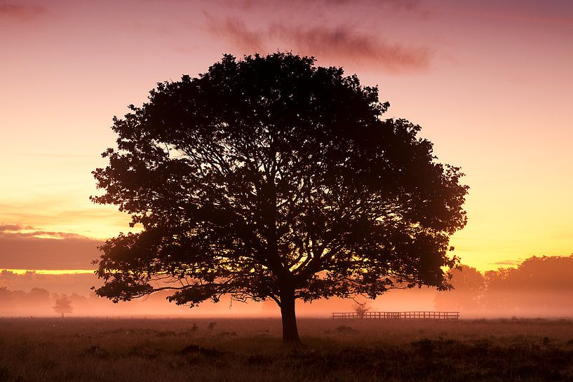 Un arbre solitaire dans le brouillard par Halma Fotografie