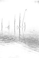 PRINTEMPS NAISSANT 2