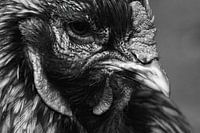 Het gezicht van een kip in zwart wit