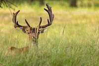 Fallow deer in the grass 'close-up'