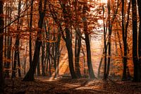 Mystischer Wald mit Sonnenharfen und Herbst färbte Blätter an einem nebeligen Morgen