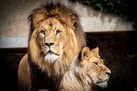 Löwe und Löwin